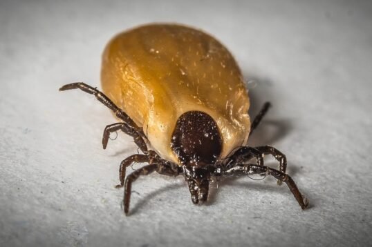 What should hikers know about ticks?