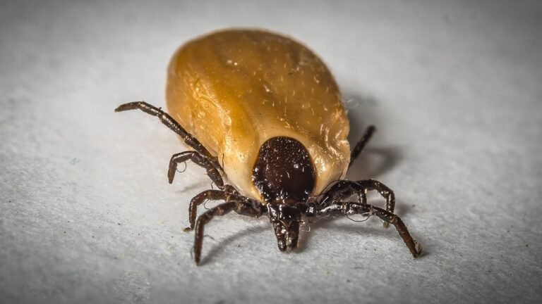 What should hikers know about ticks?